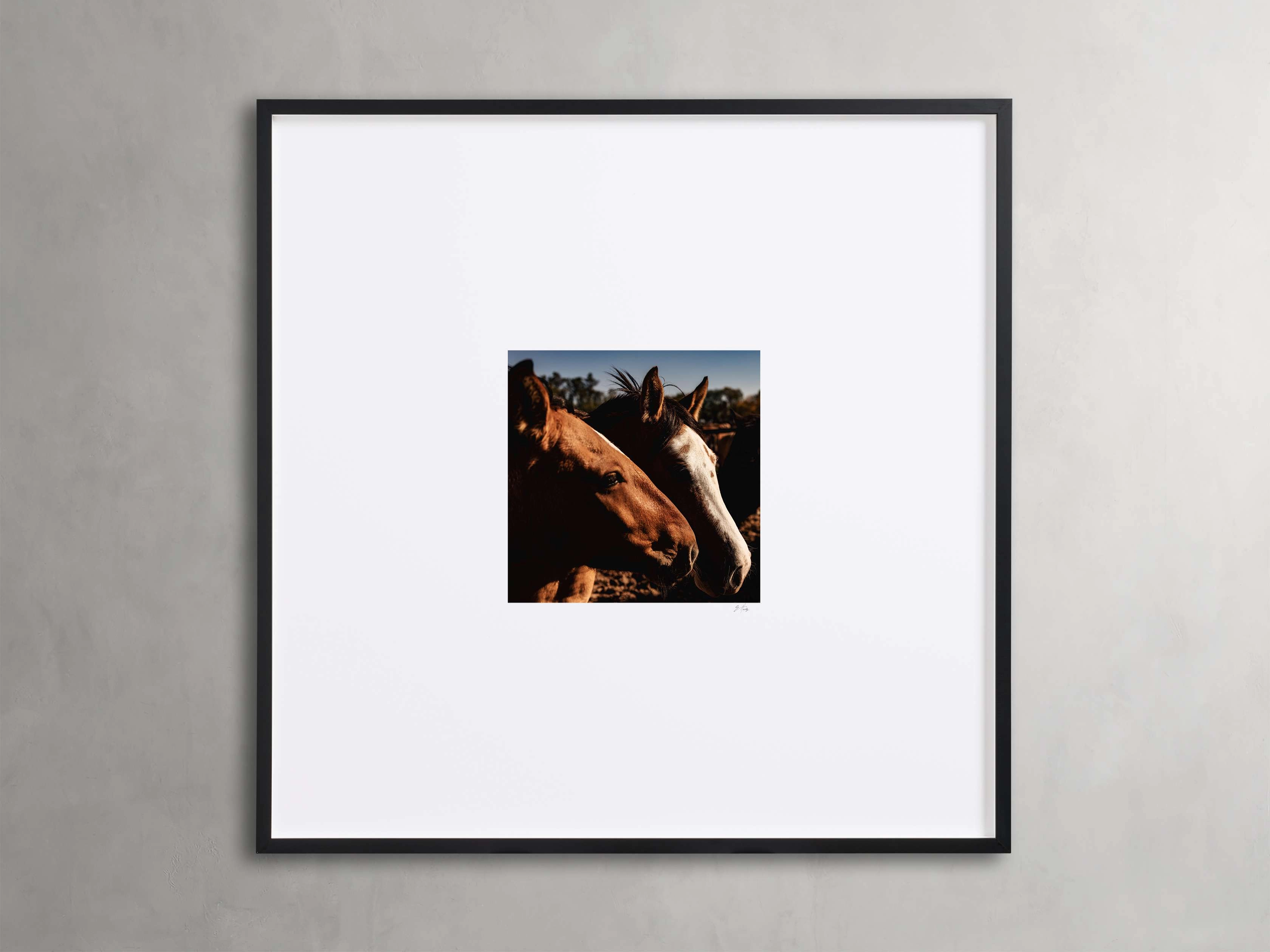 Argentina Horses  I Framed Print