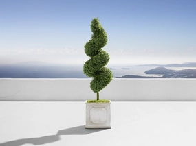 Boxwood Spiral Topiary
