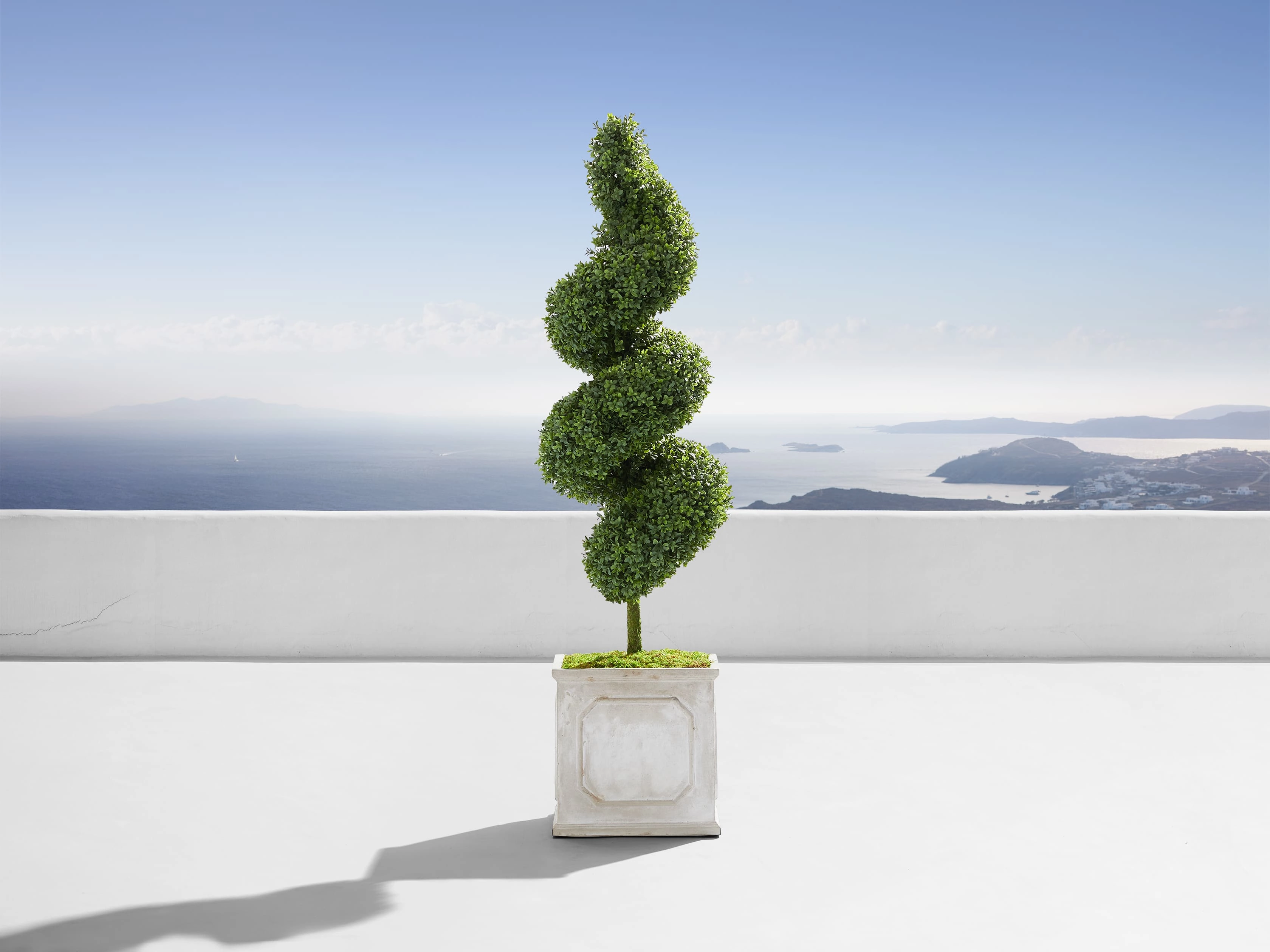 Boxwood Spiral Topiary