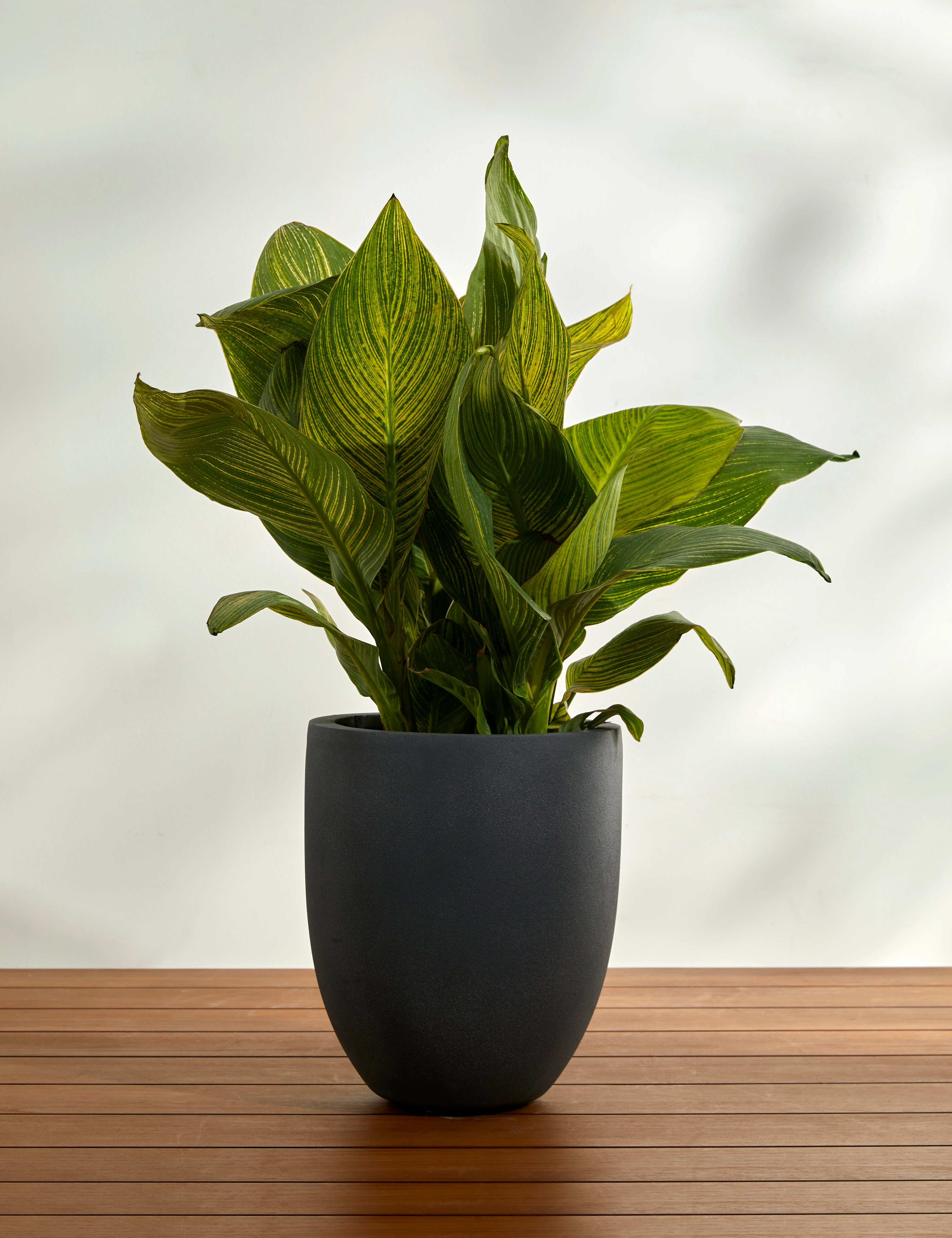Bradford Planters by Campania International