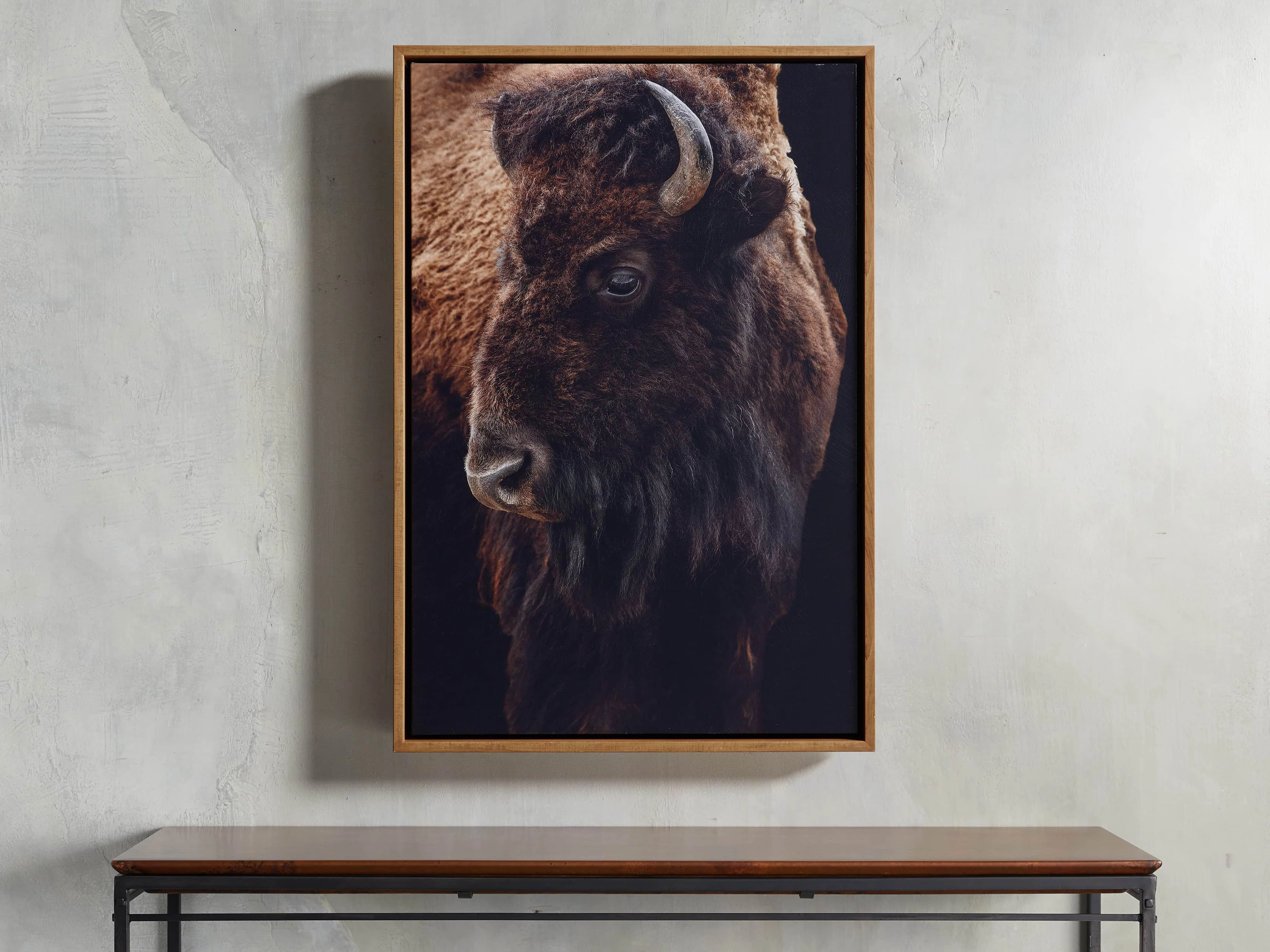 Plains Bison Framed Print