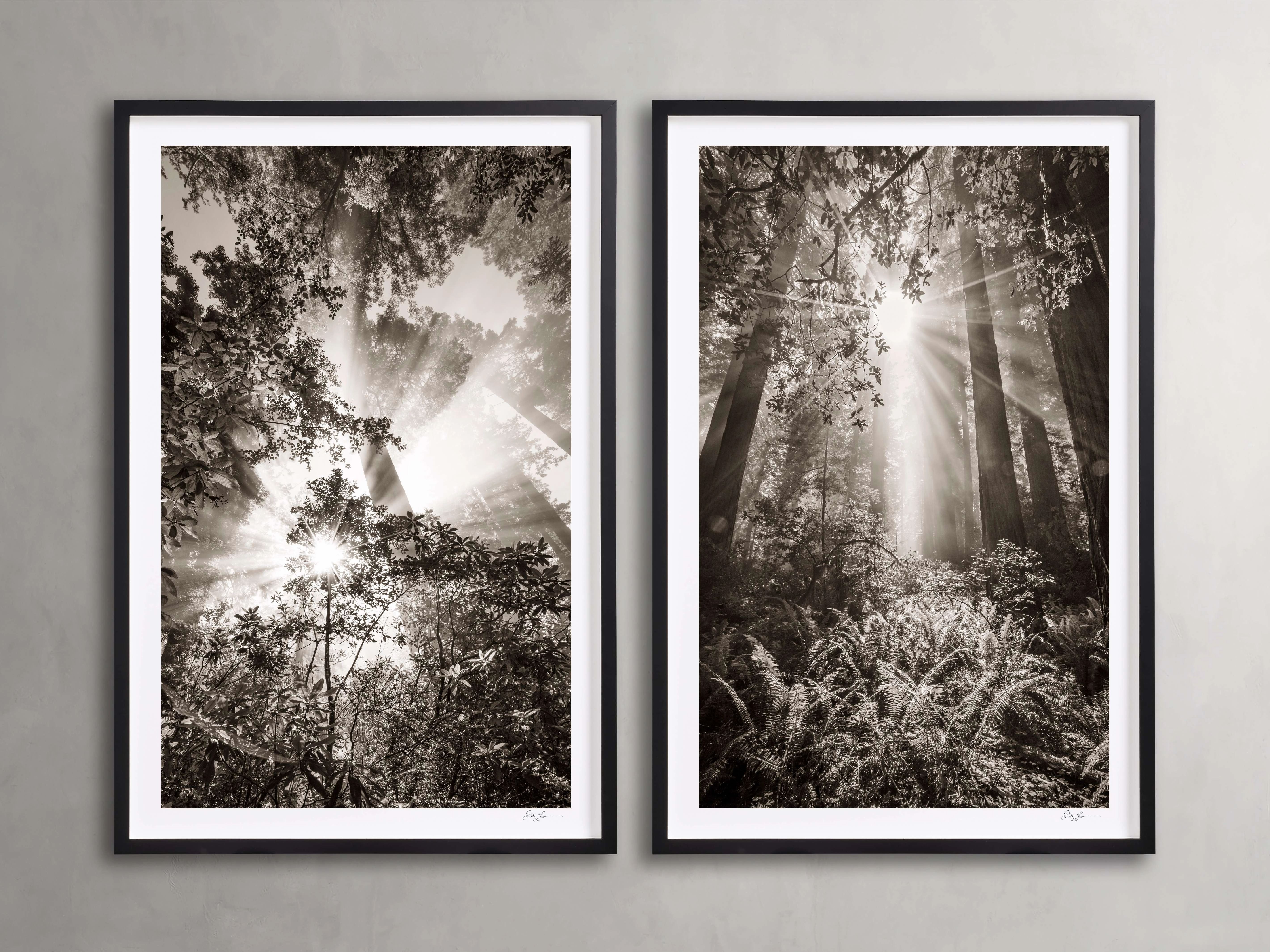 Redwoods I (Set of 2)