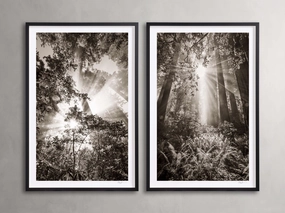 Redwoods I (Set of 2)