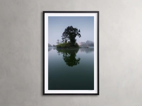 Trees & Shadows II Framed Print
